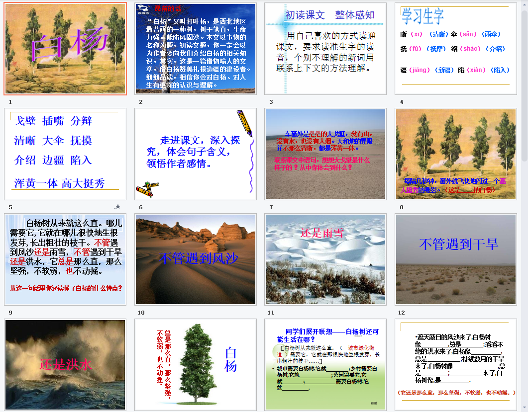 白杨a课件