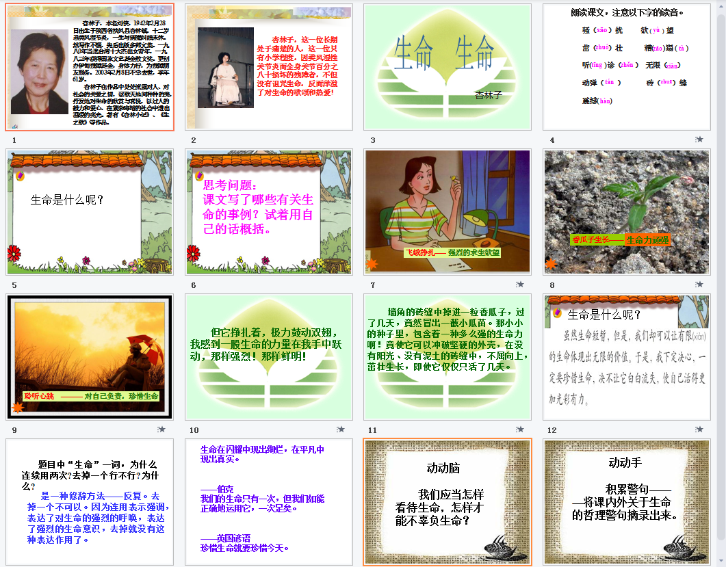 生命生命b课件
