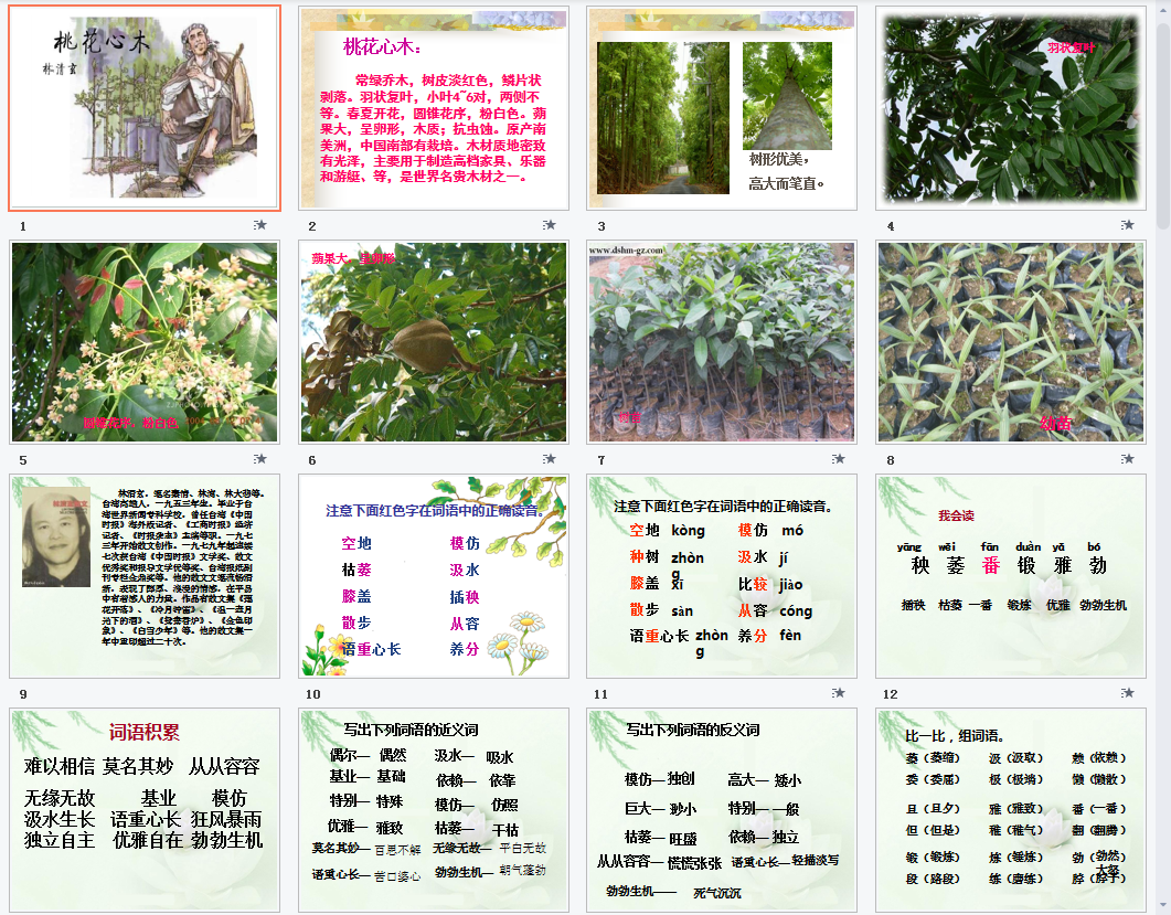 桃花心木a课件