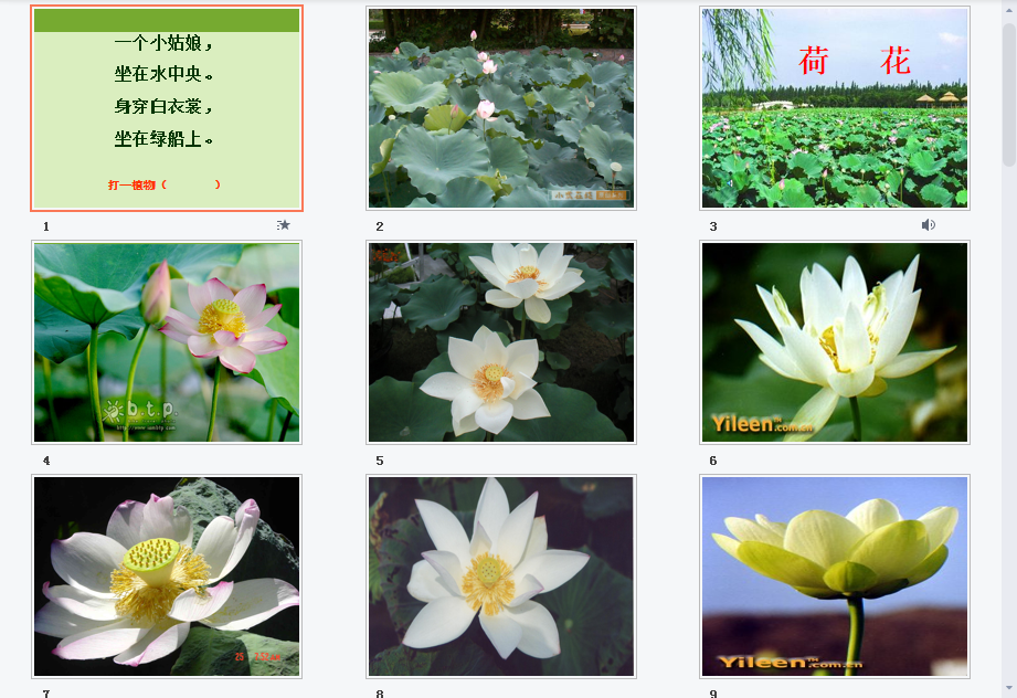 荷花a课件